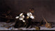 Balthasar Van der Ast Still-Life With Apple Blossoms Wall Decal