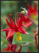 "Wild Columbine with drops of dew, North America"  by Tim Fitzharris, 19x25"