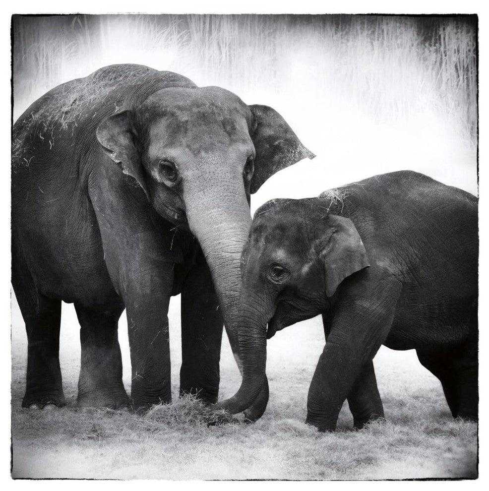 "Elephant III" Digital Paper Print by Debra Van Swearingen, 32"x32"