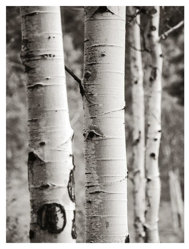 "Aspens I" Digital Paper Print by Debra Van Swearingen, 20"x26"