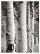 "Aspens I" Digital Paper Print by Debra Van Swearingen, 20"x26"