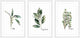 "Herb Trio" Framed Painting Triptych, 48"x24"