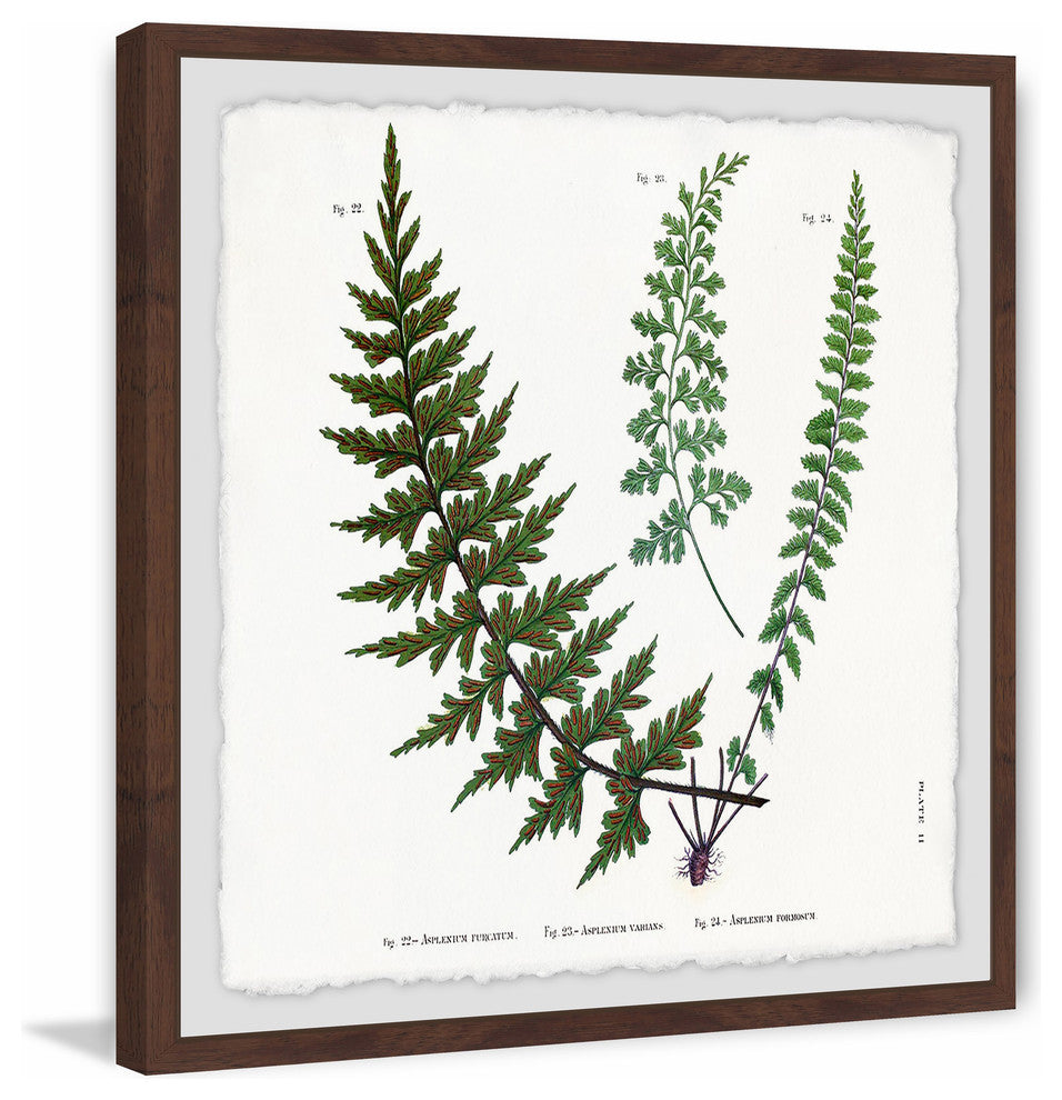 "Indian Ferns" Framed Painting Print, 18"x18"