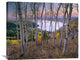 "Aspen Forest, Bridger-Teton National Forest, Wyoming" Artwork