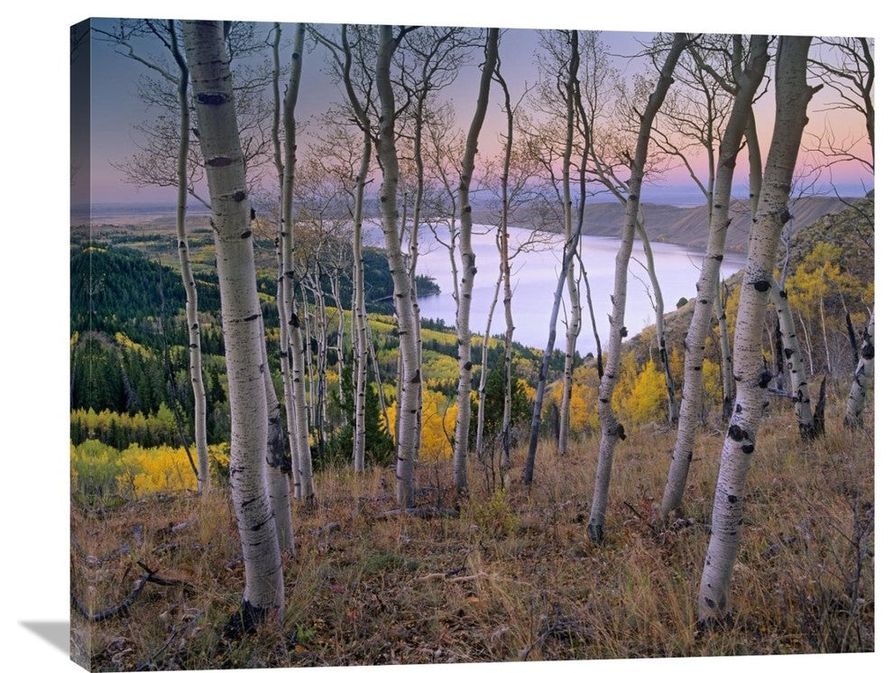 "Aspen Forest, Bridger-Teton National Forest, Wyoming" Artwork