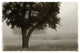 "Calm Mist no Limb" Digital Paper Print by Debra Van Swearingen, 50"x34"