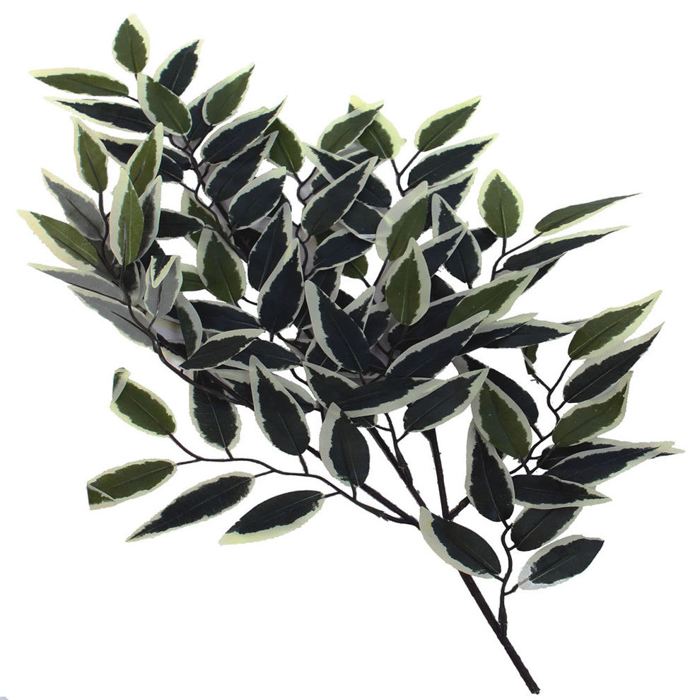 Close-up branch/leaf section on white background, showing variegated foliage detail.