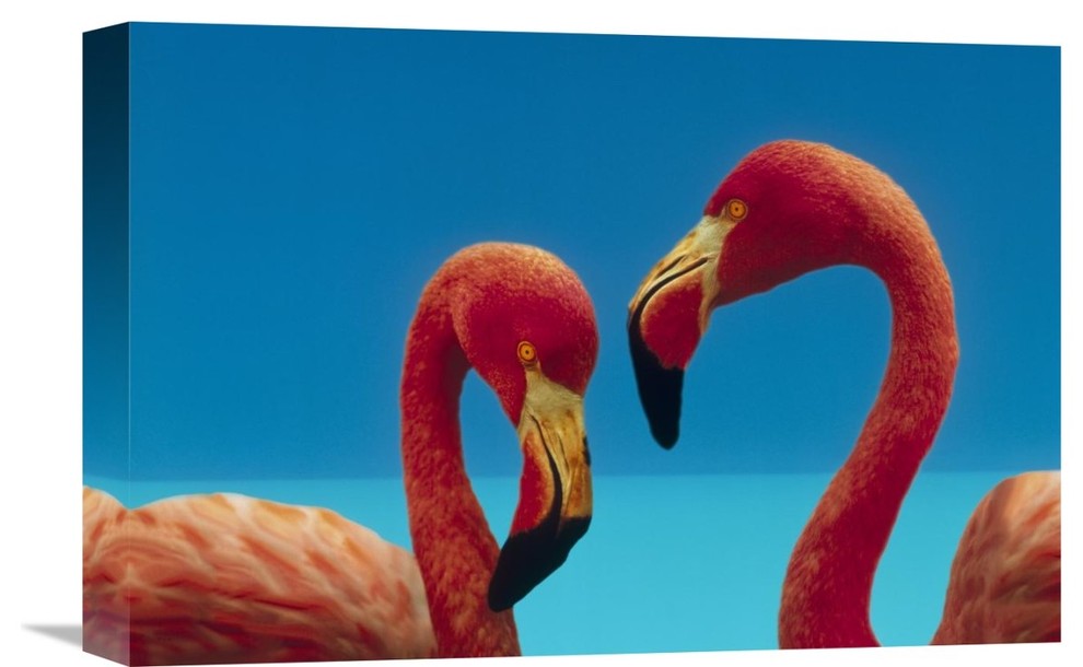 "Greater Flamingo Courting Pair, Caribbean Species" Artwork, 18" x 12"