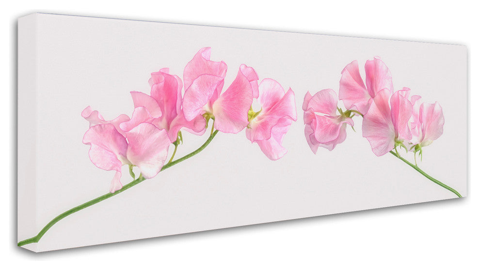 Cora Niele 'Two Sweet Peas' Canvas Art