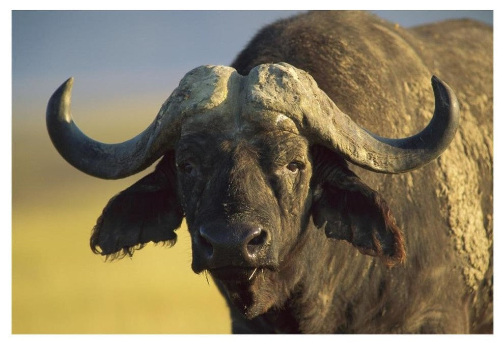 "Cape Buffalo portrait, Kenya" Digital Paper Print by Tim Fitzharris, 50"x34"
