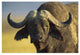 "Cape Buffalo portrait, Kenya" Digital Paper Print by Tim Fitzharris, 50"x34"