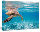 Large Hawksbill Sea Turtle, Abstract Canvas Art Print, 40"x30"