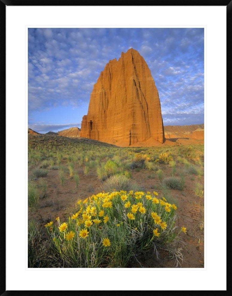 Common Sunflowers and Temple Of The Sun, Capitol Reef Np, Utah, 30"x38"