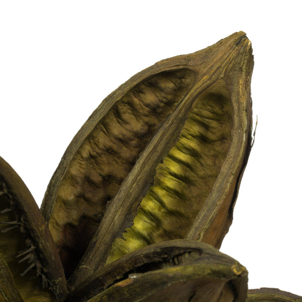 Vickerman H2Sta100 6" Basil Star Pod, 1 Piece, Dried