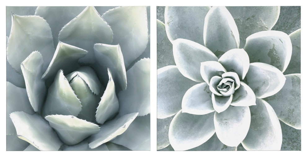 Soft Botanical Succulents by The Creative Bunch Studio, Assorted 2 Piece 20x20
