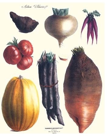 Vegetables; Tomato, Raddish, Sweet, Pumpkin, Carrots, Yam- Canvas Poster