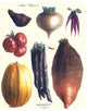 Vegetables; Tomato, Raddish, Sweet, Pumpkin, Carrots, Yam- Canvas Poster