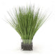 WaterlookÂ® Green Grass in Square Glass Cube