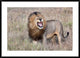 "Lion" Framed Digital Print by Alessandro Catta, 44x32"