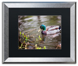 Jason Shaffer 'Mallard' Matted Framed Art, Silver Frame, Black Mat, 20x16