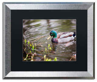 Jason Shaffer 'Mallard' Matted Framed Art, Silver Frame, Black Mat, 20x16