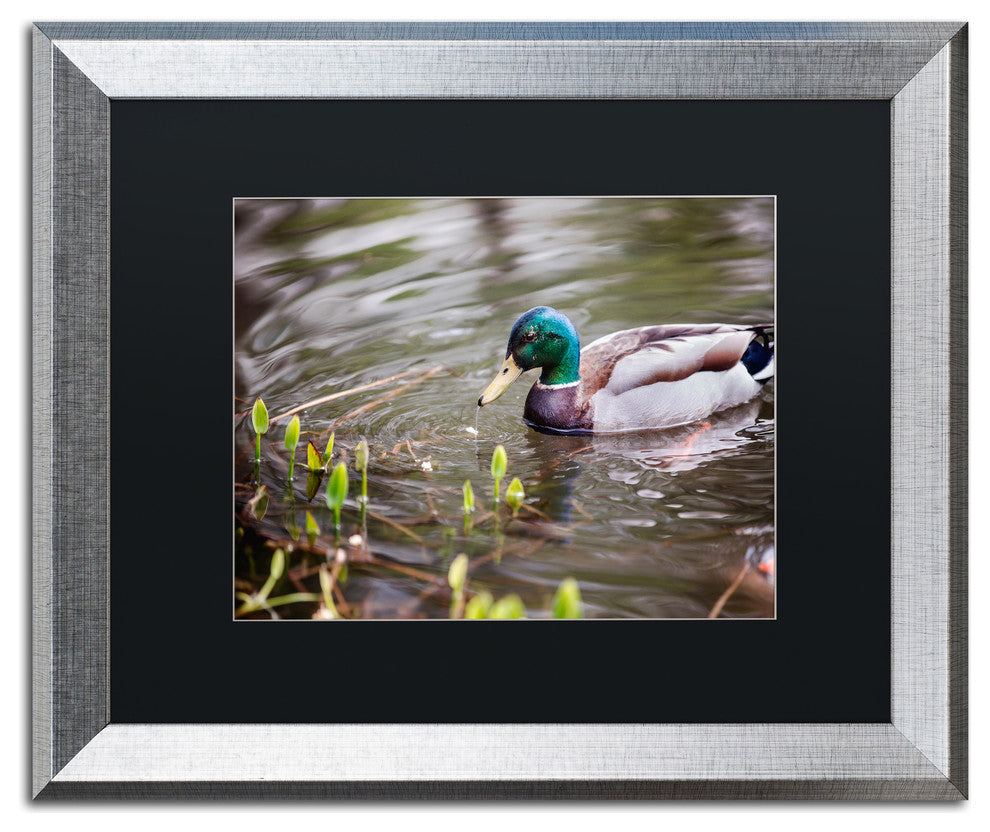 Jason Shaffer 'Mallard' Matted Framed Art, Silver Frame, Black Mat, 20x16