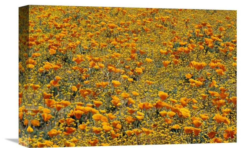 "California Poppies And Golden Yarrow California" Artwork, 18" x 12"