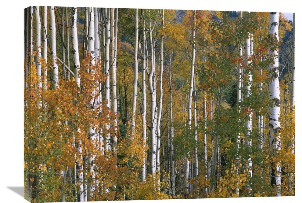 "Aspen Trees, Lost Lake, Gunnison National Forest, Colorado" Artwork