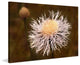 "Pandemonium" Painting Print on Canvas by Robertson