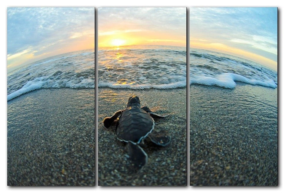Ready2hangart Christopher Doherty Photography 'Turtle' 3-PC Canvas Art Set
