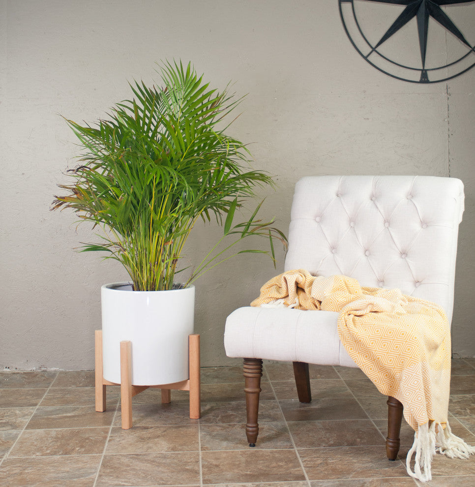 Extra Large Ceramic Cylinder Pot 13'' White With Plant Stand Set Natural Color
