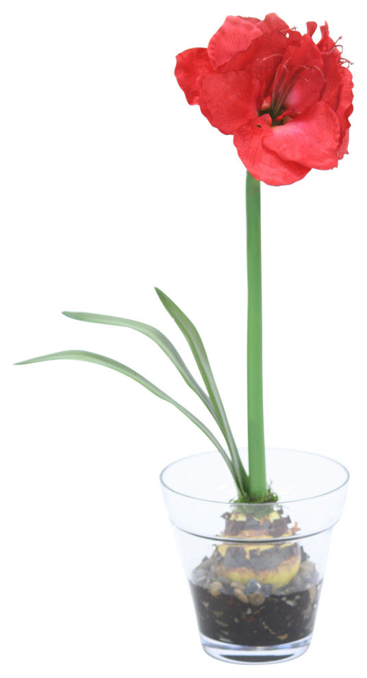Red Amaryllis with Bulb in Glass Flower Pot