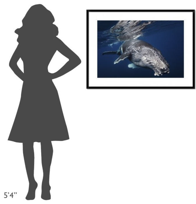 "Humpback Whale" Framed Digital Print by Barathieu Gabriel, 38"x28"