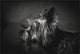 "I Have Been Waiting For You" Framed Canvas Giclee by Krisztina Lacz, 37x25"