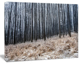 Moody Cold Forest with Thick Woods, Forest Canvas Art Print, 40"x30"