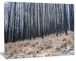 Moody Cold Forest with Thick Woods, Forest Canvas Art Print, 40"x30"