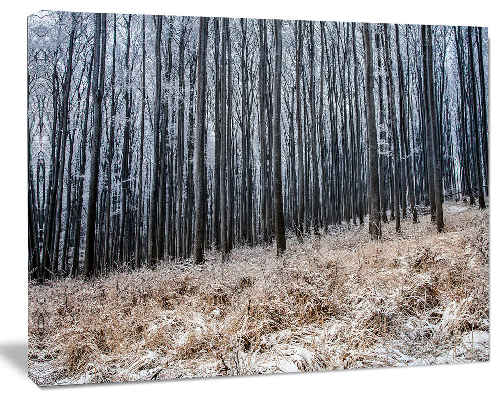 Moody Cold Forest with Thick Woods, Forest Canvas Art Print, 40"x30"