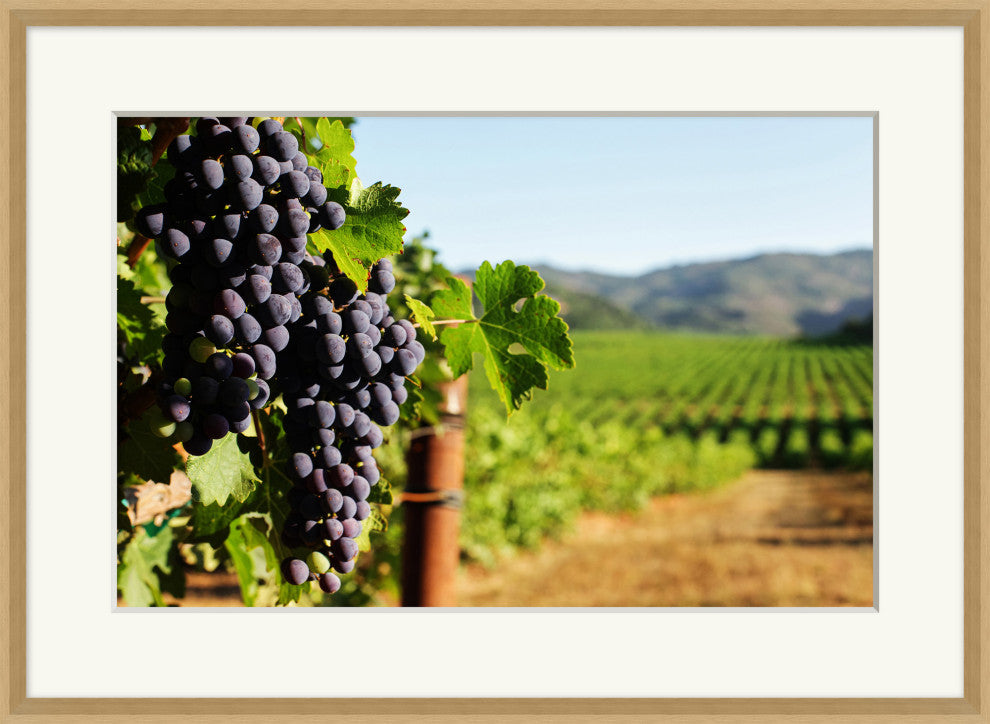 Ripening Grapes 1, Giclee Reproduction Artwork