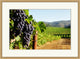 Ripening Grapes 1, Giclee Reproduction Artwork