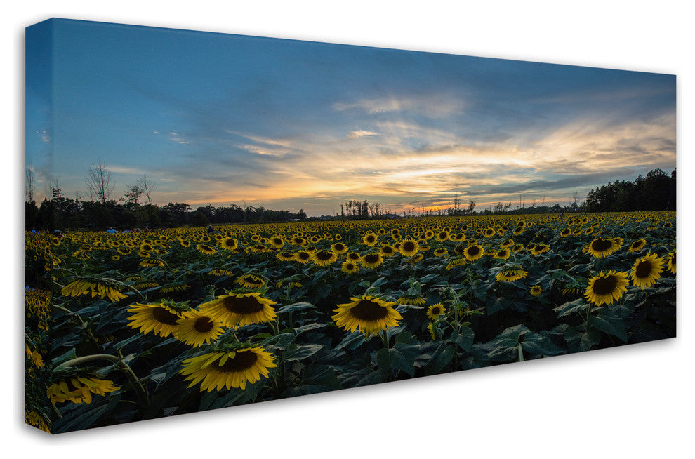 Kurt Shaffer 'Sunset Sunflowers' Canvas Art, 19"x10"