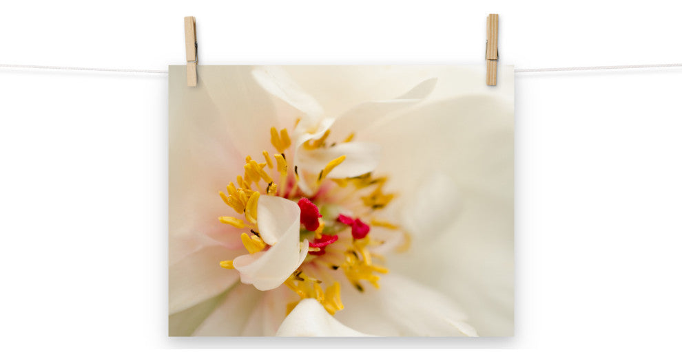 Eye of Peony Nature Photography, Floral Unframed Wall Art Print, 11" X 14"