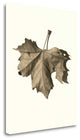 "Norway Maple" By Alan Blaustein, Giclee Print on Gallery Wrap Canvas