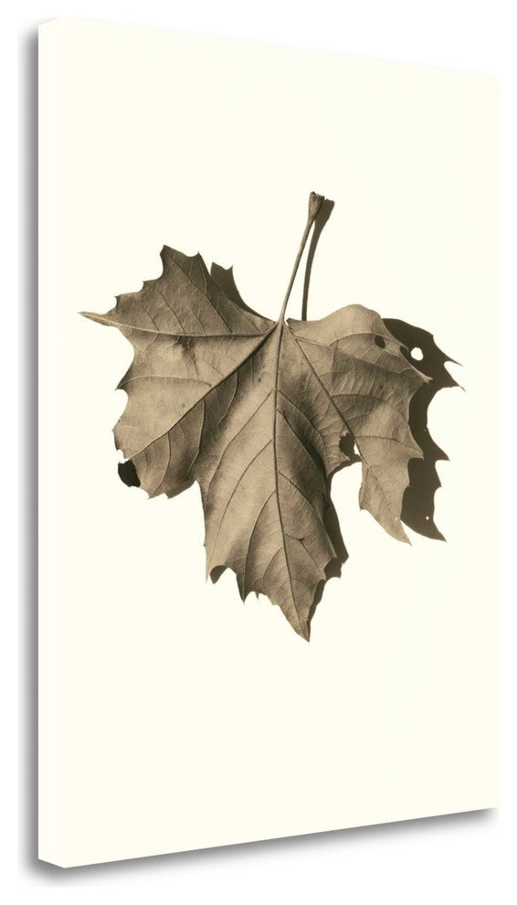 "Norway Maple" By Alan Blaustein, Giclee Print on Gallery Wrap Canvas