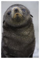 "Antarctic Fur Seal 1 to 2 week old pup, Salisbury Plain" Paper Art, 18"x26"