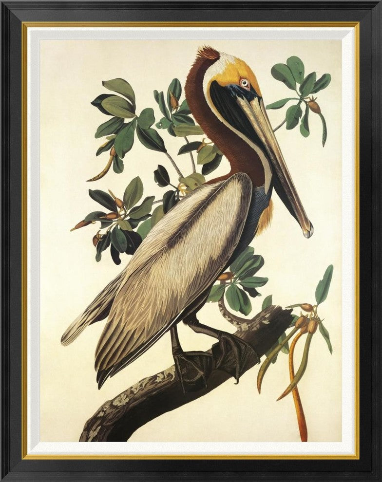 "Brown Pelican" Framed Canvas Giclee by John James Audubon, 30x38"