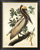 "Brown Pelican" Framed Canvas Giclee by John James Audubon, 30x38"