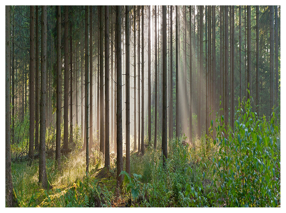 Green Forest in Mist Panorama, Landscape Canvas Art Print, 40"x30"