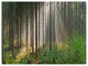 Green Forest in Mist Panorama, Landscape Canvas Art Print, 40"x30"