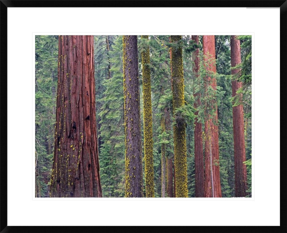 Coast Redwood Trees, Mariposa Grove, Yosemite National Park, California, 30"x24"