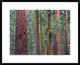 Coast Redwood Trees, Mariposa Grove, Yosemite National Park, California, 30"x24"